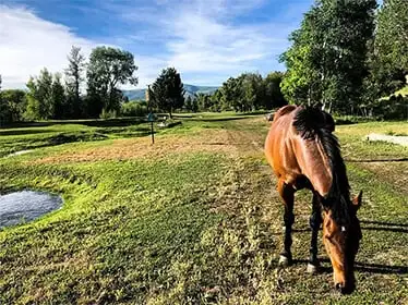 equine-therapy