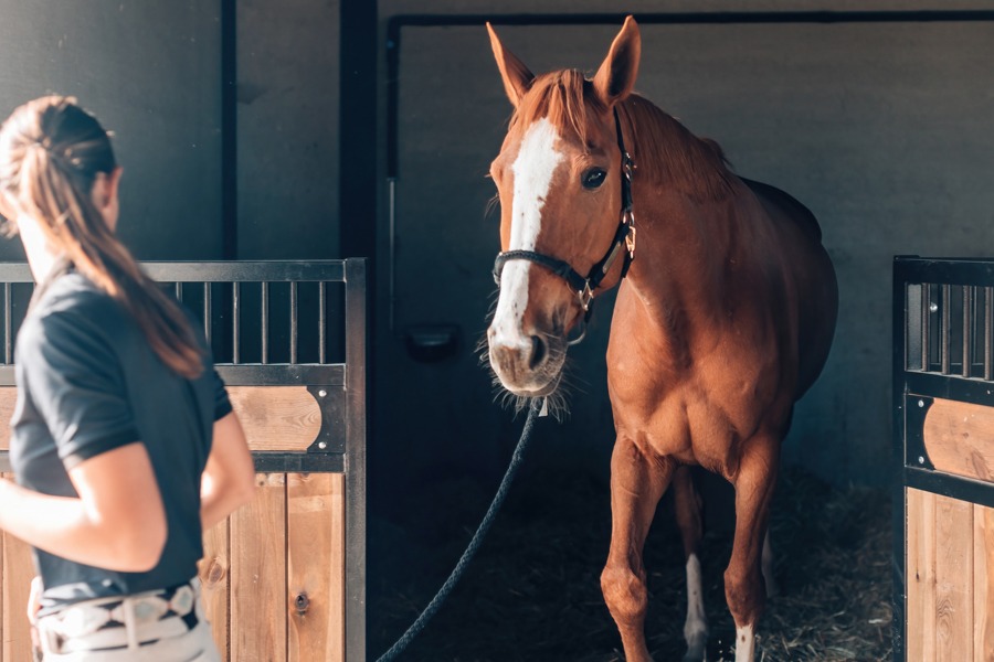 woman leading horse out of stall for equine therapy